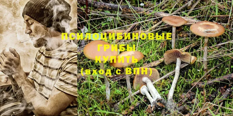 Псилоцибиновые грибы Cubensis  Йошкар-Ола 